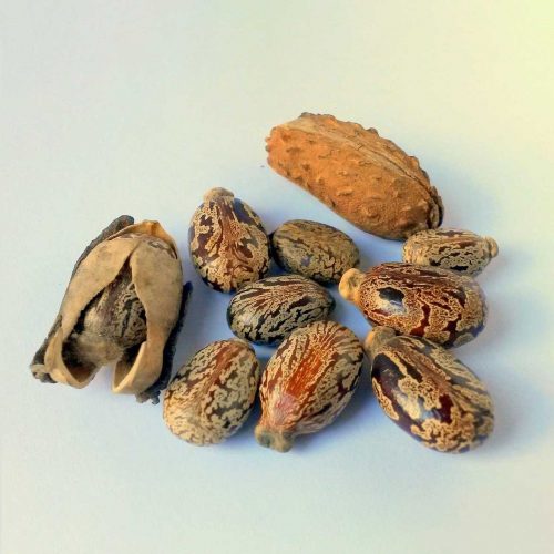 Castor Seeds